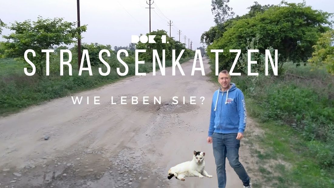 Filmplakat Straßenkatzen